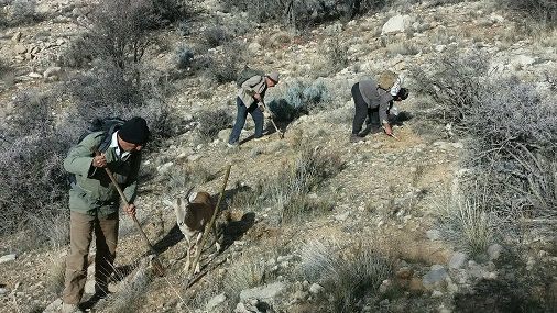 طرح جنگلانه در سروستان با استقبال قابل توجهی همراه شد